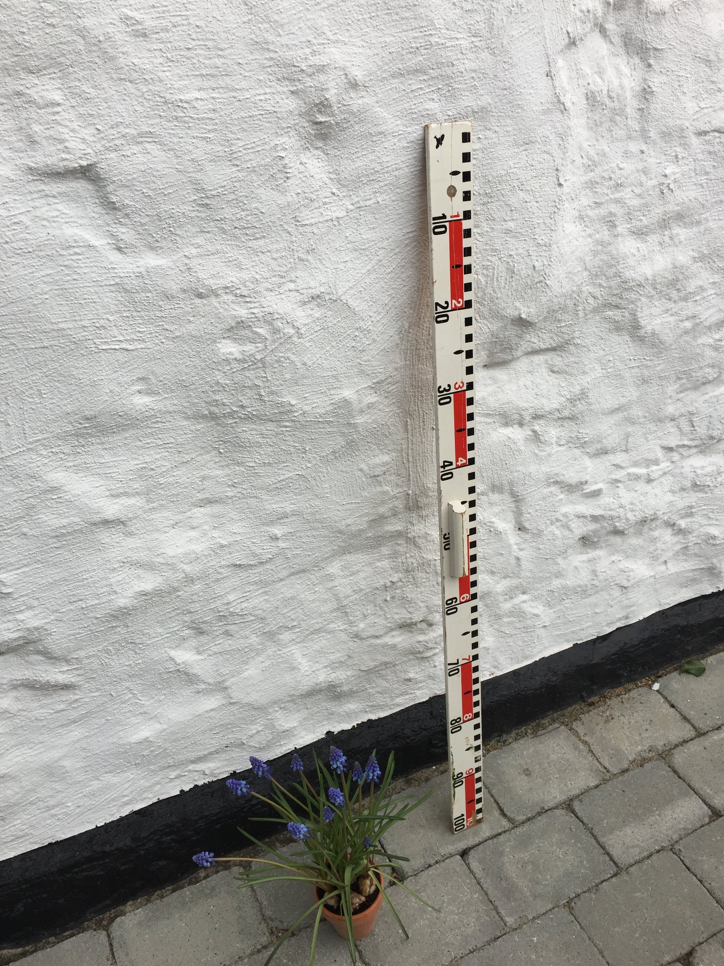Stor fin skollinjal