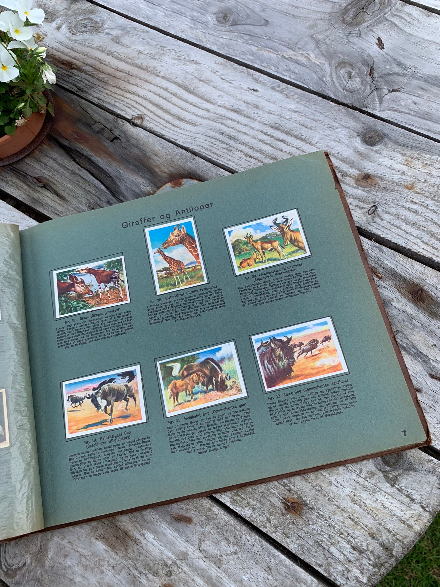 Rich's Animal World samlingsalbum (däggdjur)