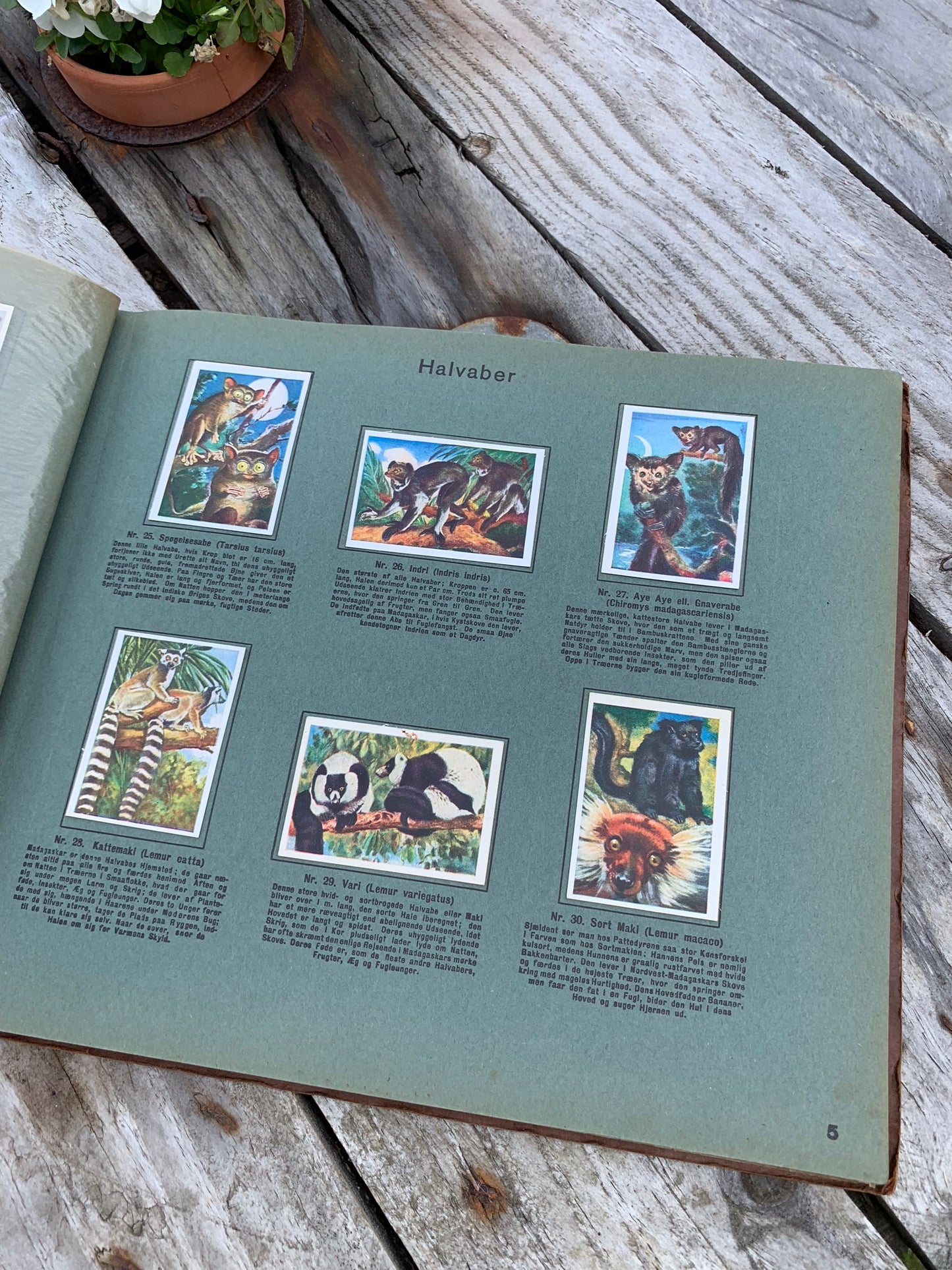 Rich's Animal World samlingsalbum (däggdjur)